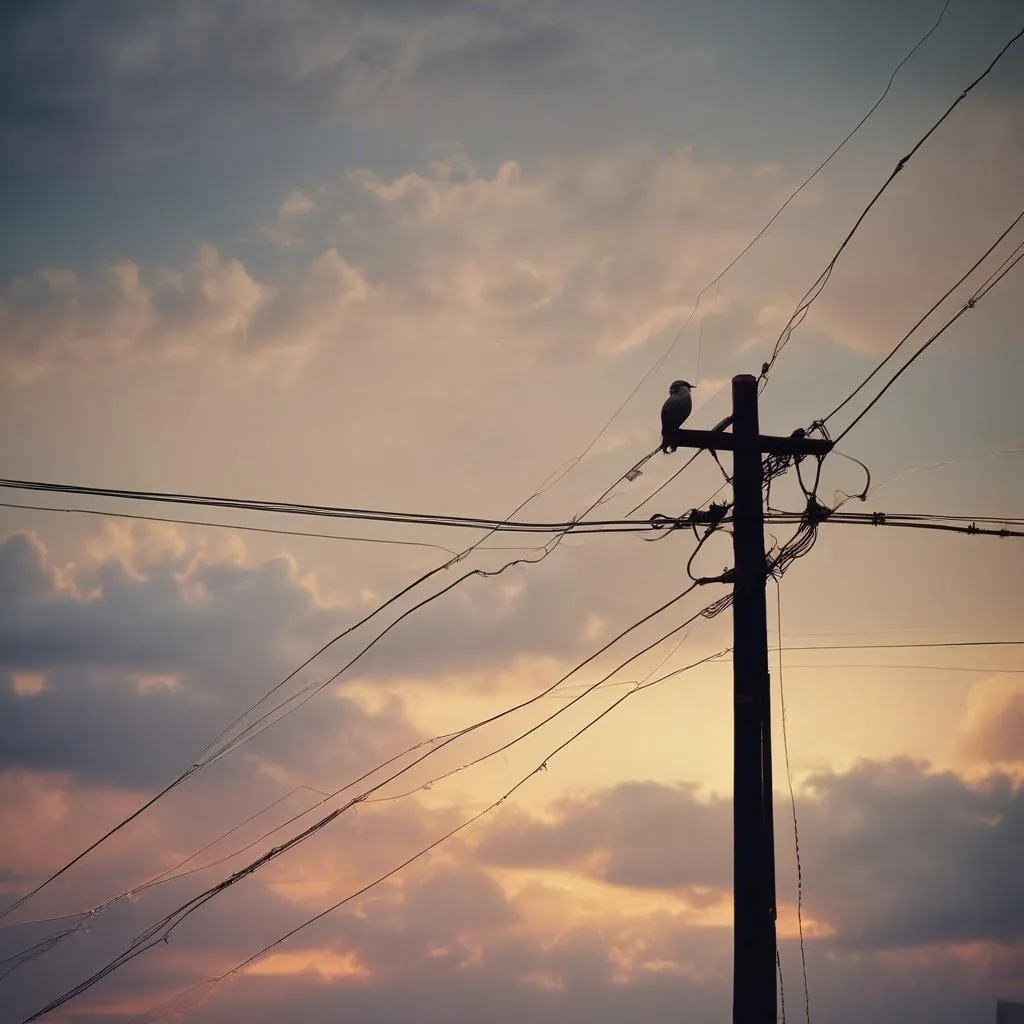 I’m just a bird