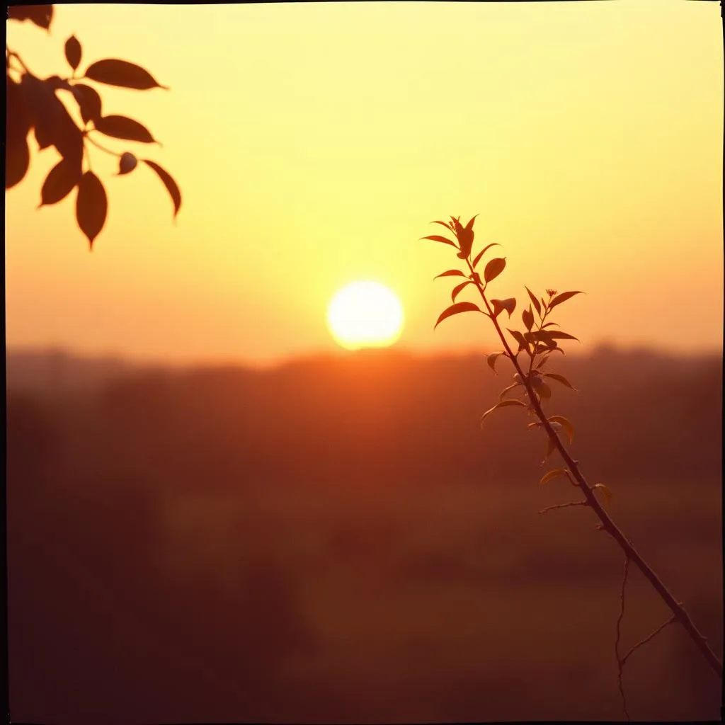 THE MORNING