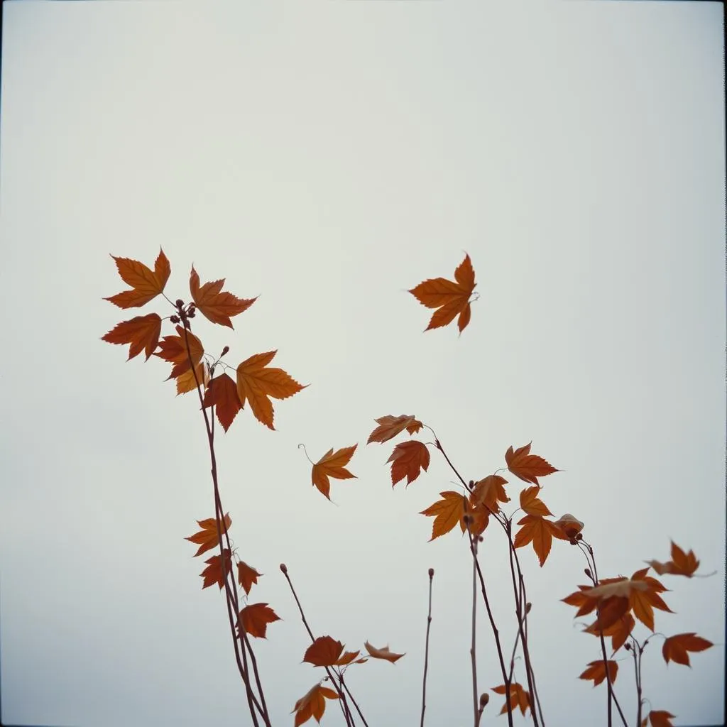 Melodia d'Autunno