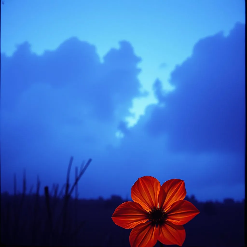 Blooming in Shadows