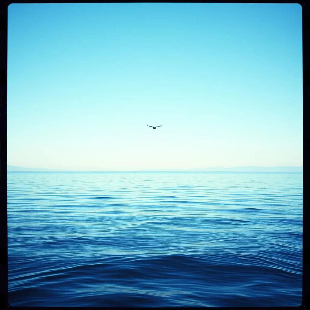 Swim