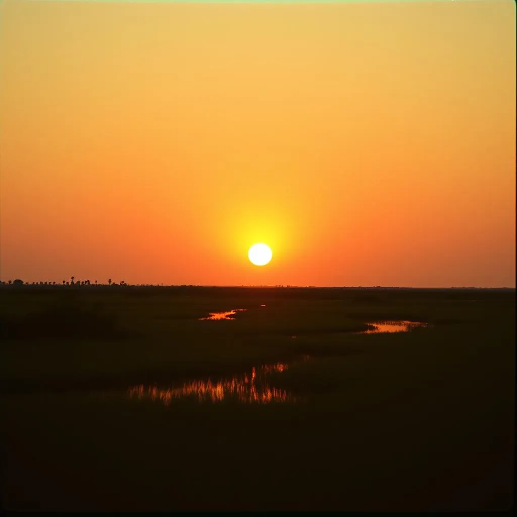 Edisto Dreams