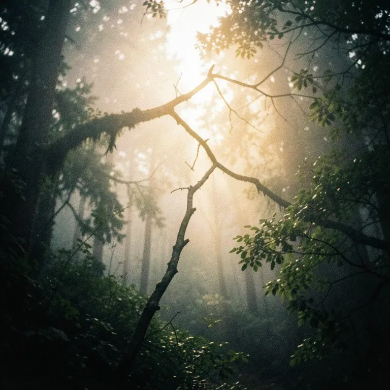 LIGHT THROUGH THE BREAK