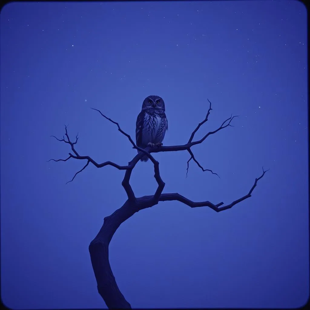 Solace in shadow