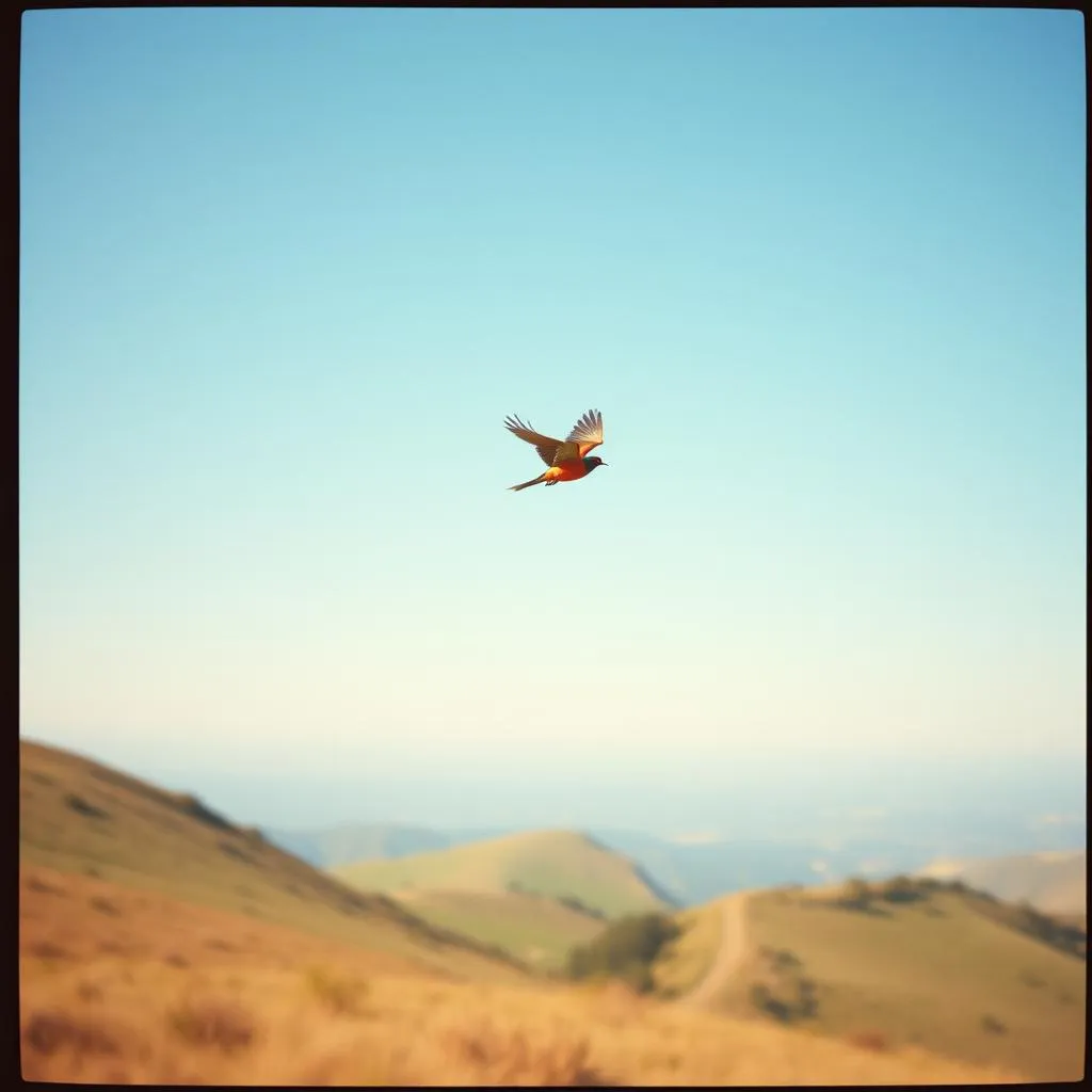 Little Bird of Stories