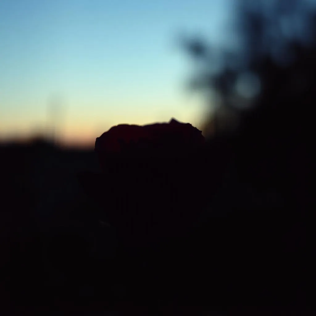 the crushed rose