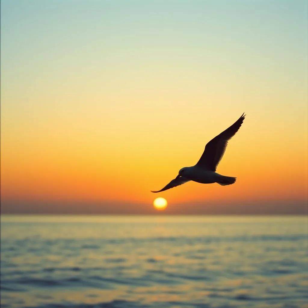 Where Seagulls Fly