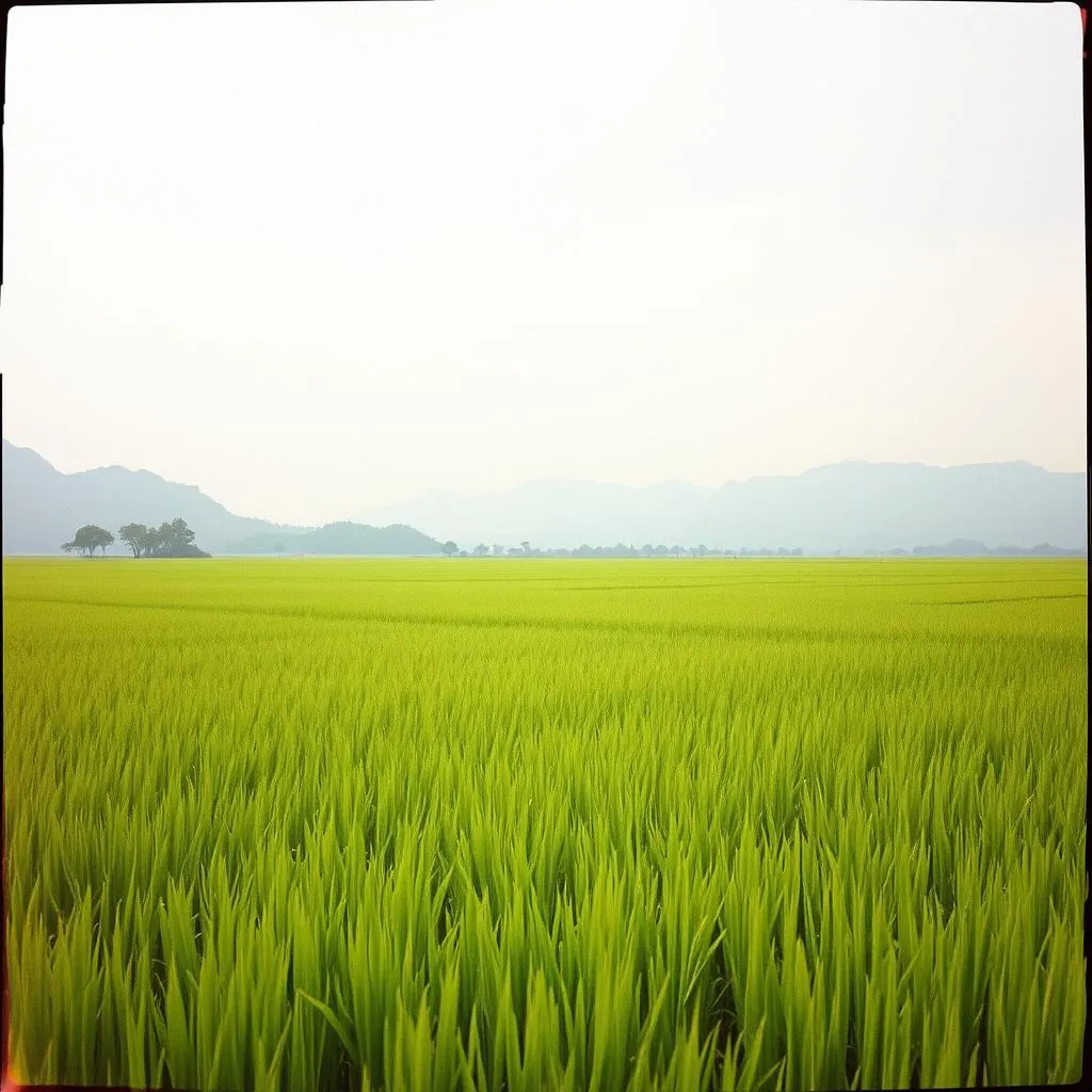 NguyenPhuongDiemMy-baicahuynhvansam