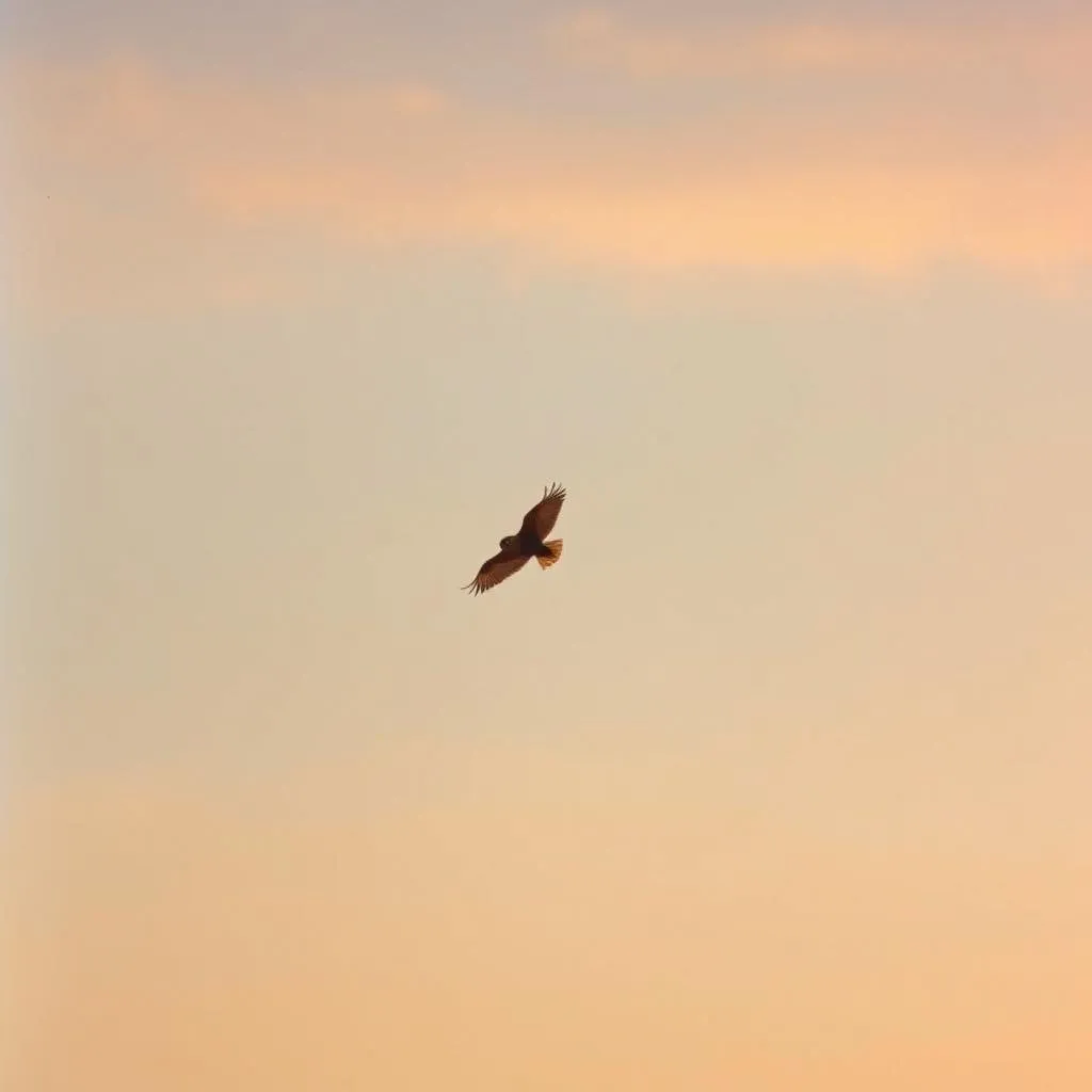 Fly
