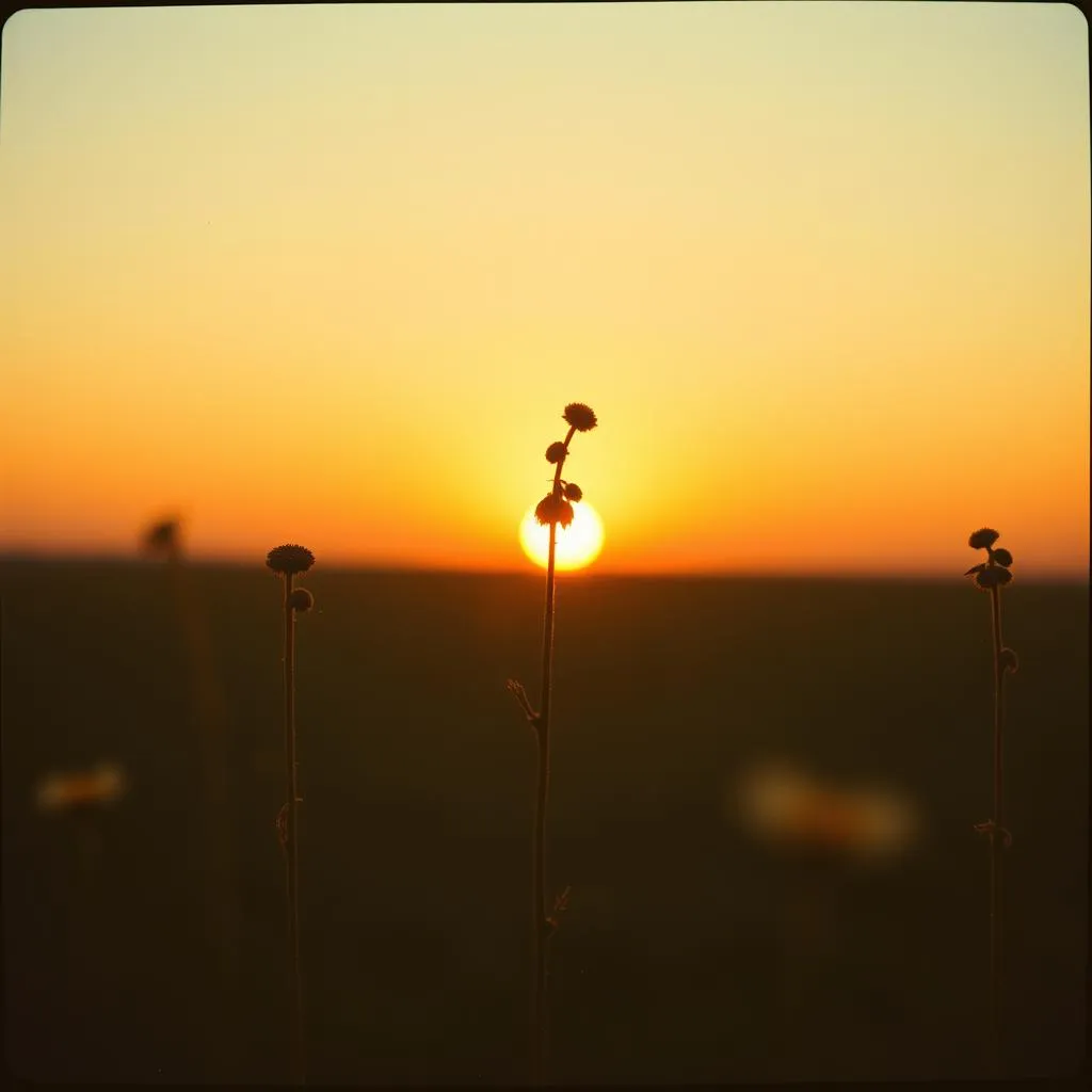 Seeds of Faith