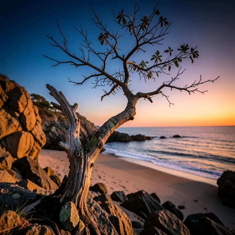 Morning Light