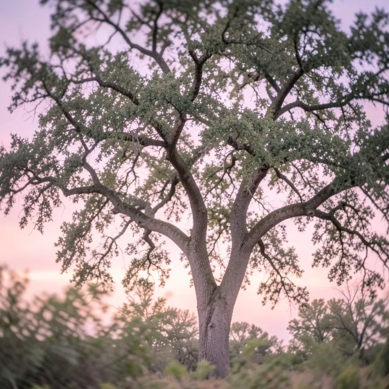 Oak Tree Pages