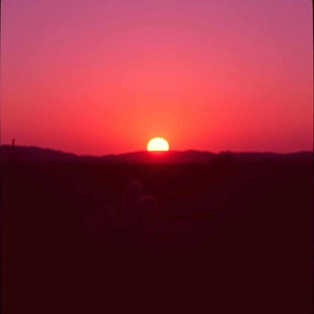 Beauty in the Desert