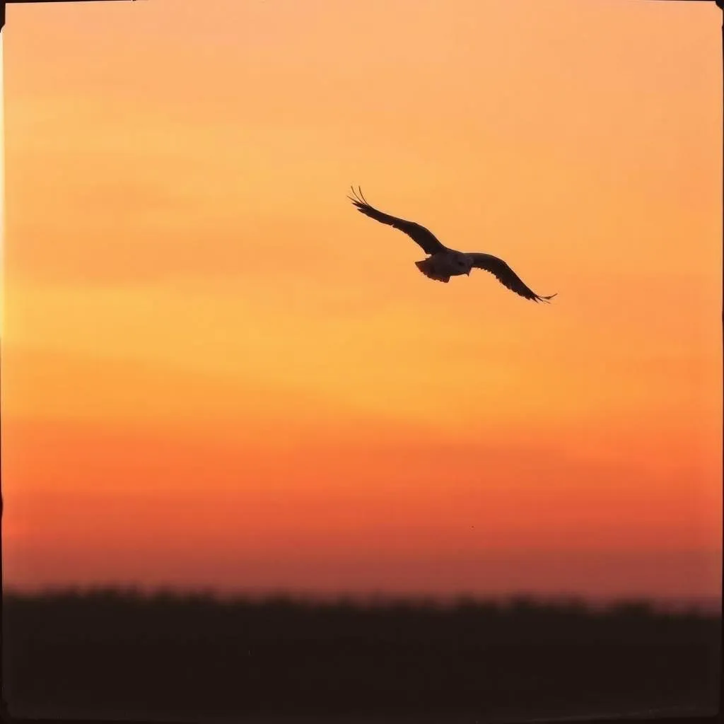 Fly