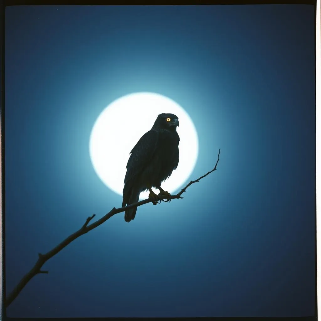 The Hawk in the Moonlight