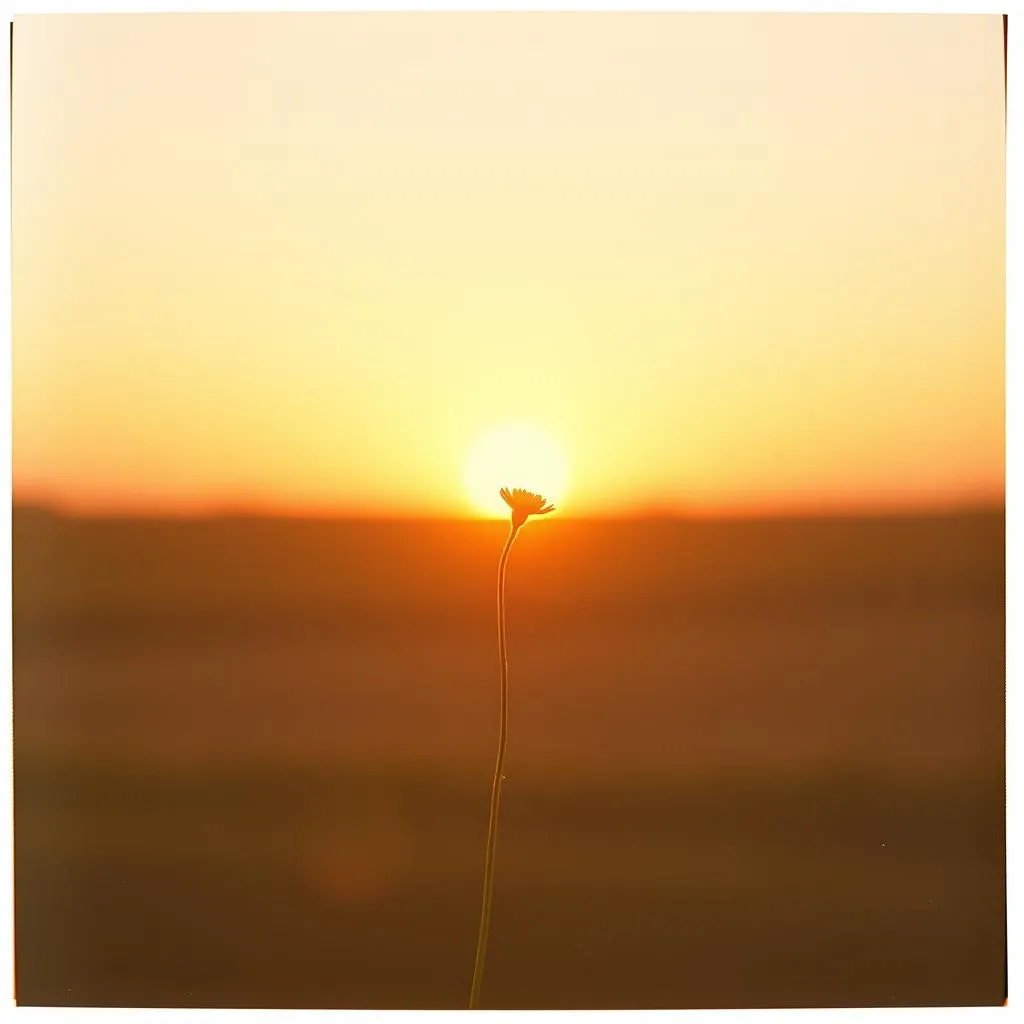 Second Sunrise