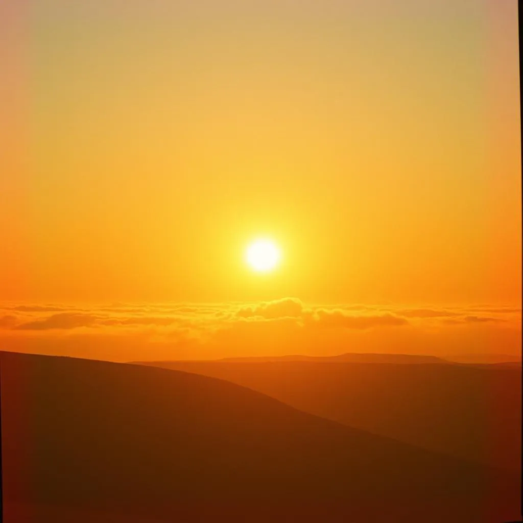 Morning Glory