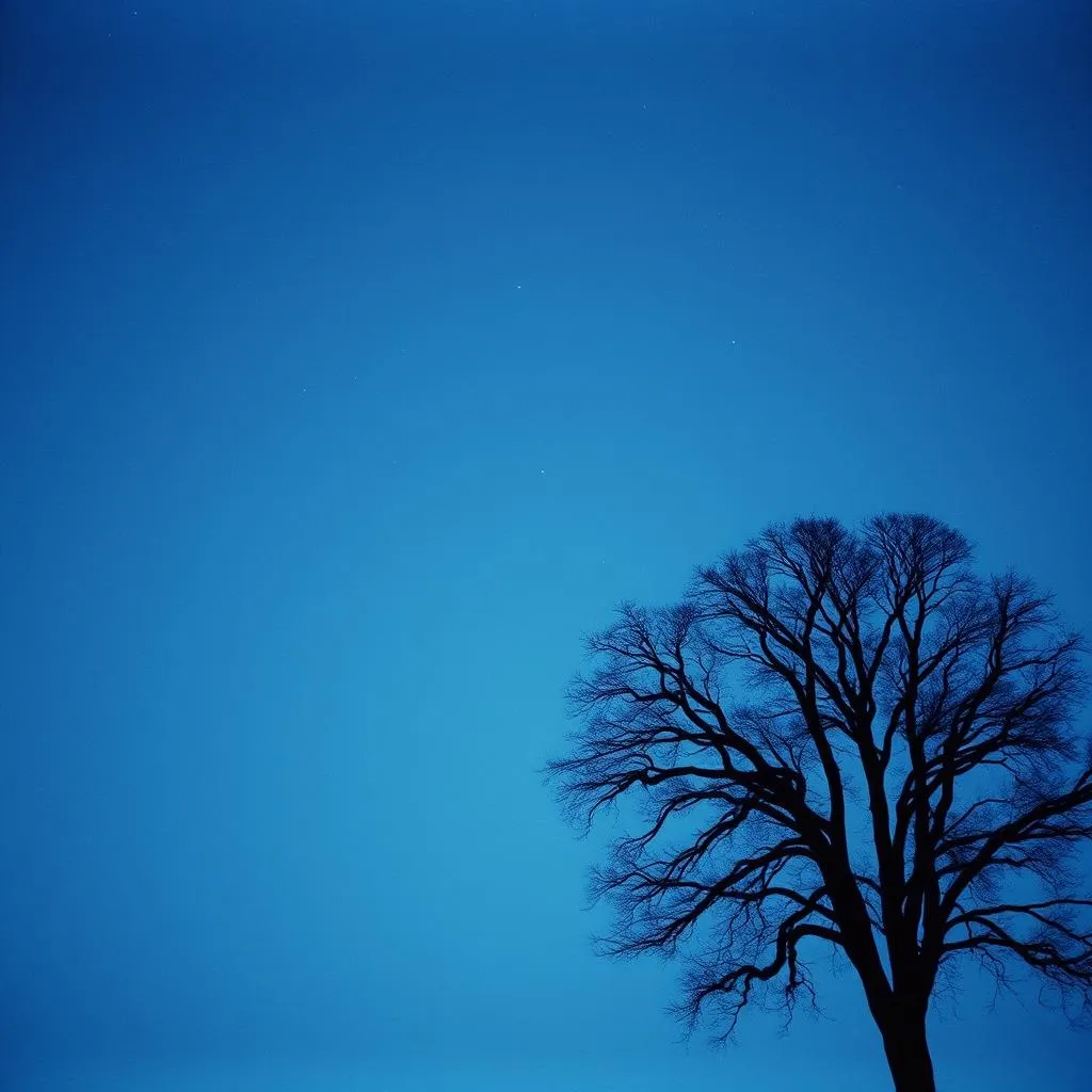 Silent Summer Nights
