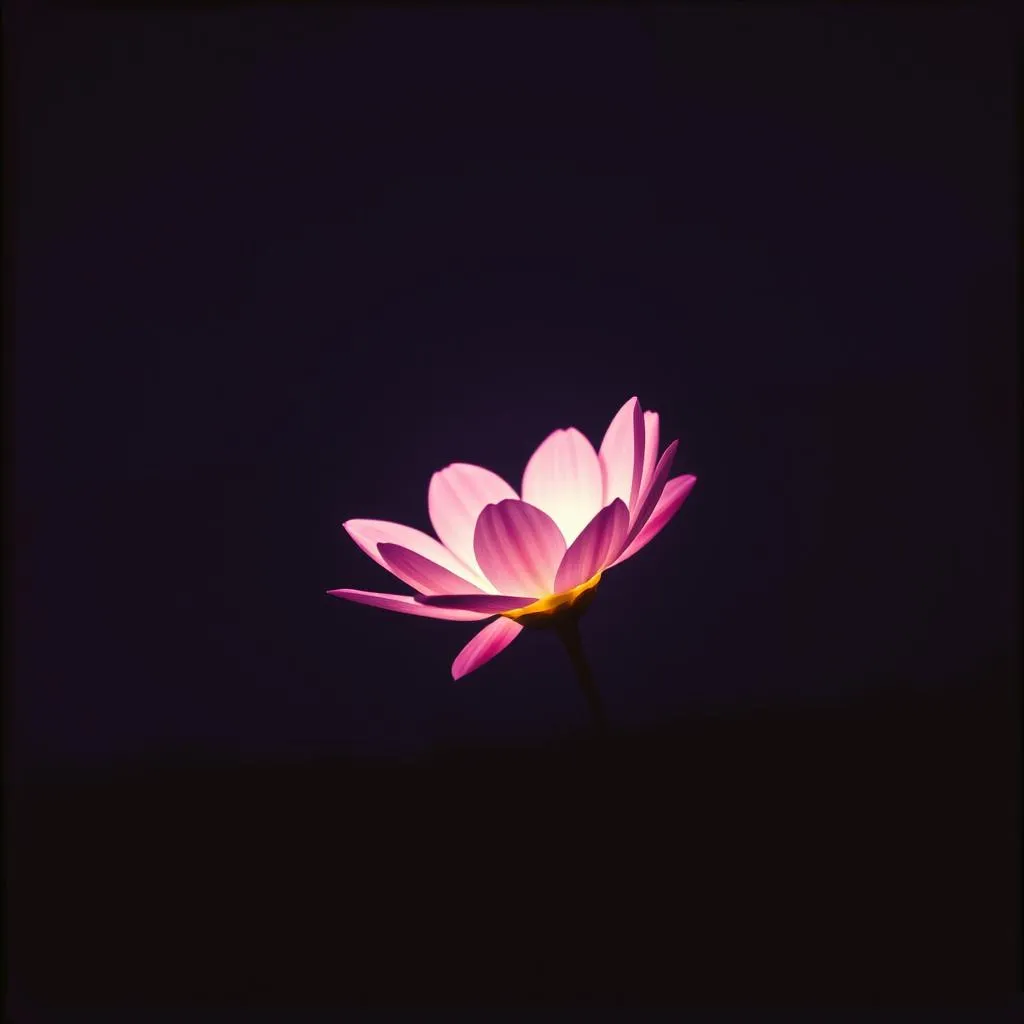 Nocturne Glow
