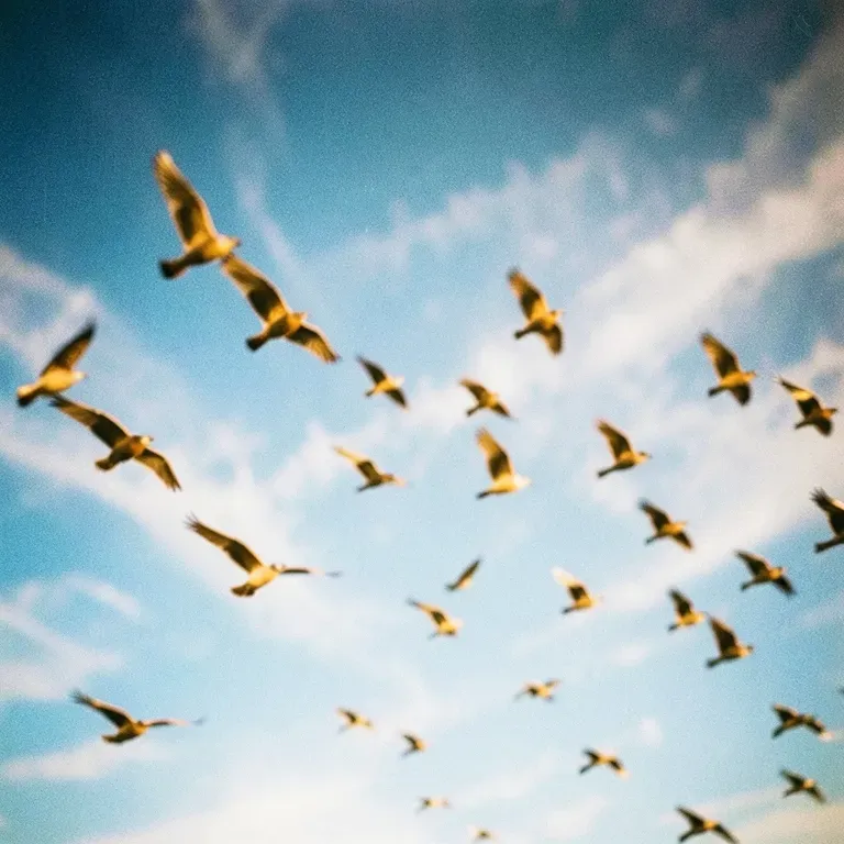 Fly Bird