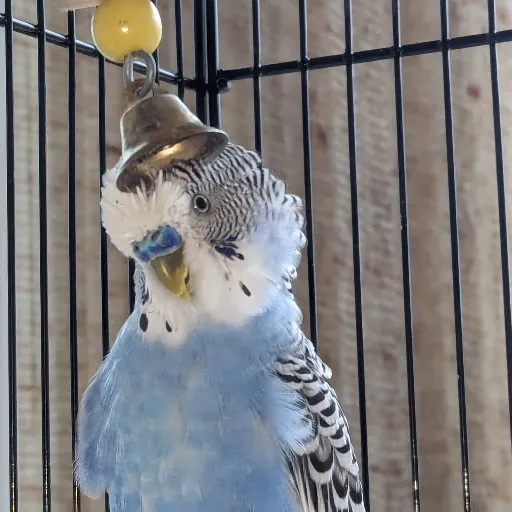THE BELL END BUDGIE PRODUCTION STUDIOS