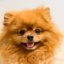 AndreinoPNG