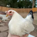 Farmboyhenry