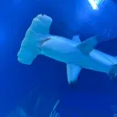 SharkMuzik