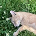 Nom_Nom