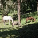 zazalittleranch