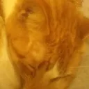 Bjorn
