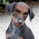 bigdawgjj