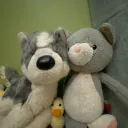 Pyody