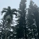 shyne_liwanag