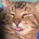 CommanderTabby