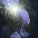 Ra1n