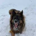 JARA