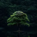 KaiKuh