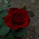 FallenRose
