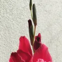 DWcreations