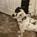 samtheman