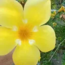miaghibee