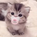 ZG_CUTE_MUSICS