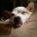 LucasWolf