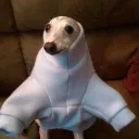Danimele17
