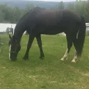 horselover_2014