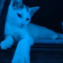 MOLLY