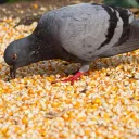 JCDUCKHUNTER417