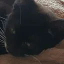 KittyOnTheDoor