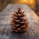 GreatOldPine